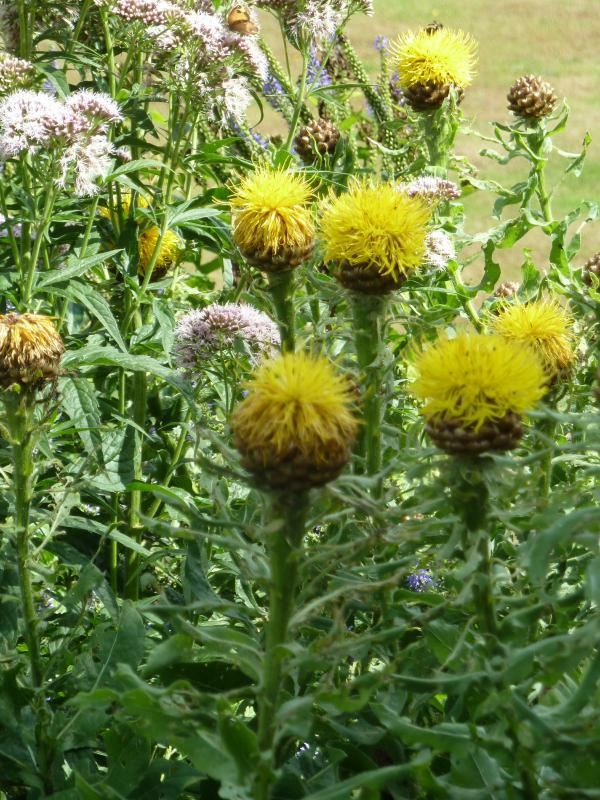 Plantenfiche-Centaurea-macrocephala