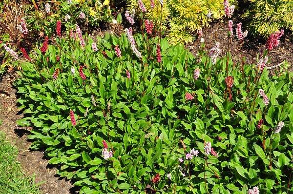 Persicaria affinis 'Superba' - pot 2L