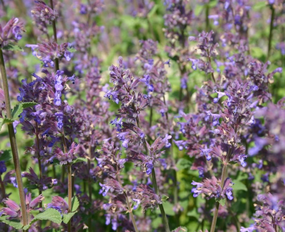 Plantenfiche-Nepeta-racemosa-Grog-