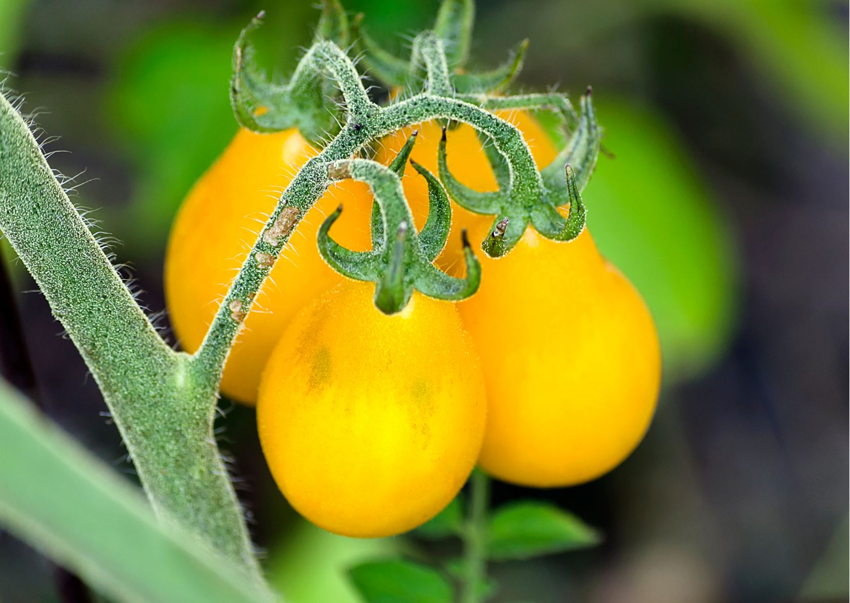 Tomato cherry yellow pear-shaped, snack tomato yellow, cherry tomato - pressing block 10x10 cm - seeded plant