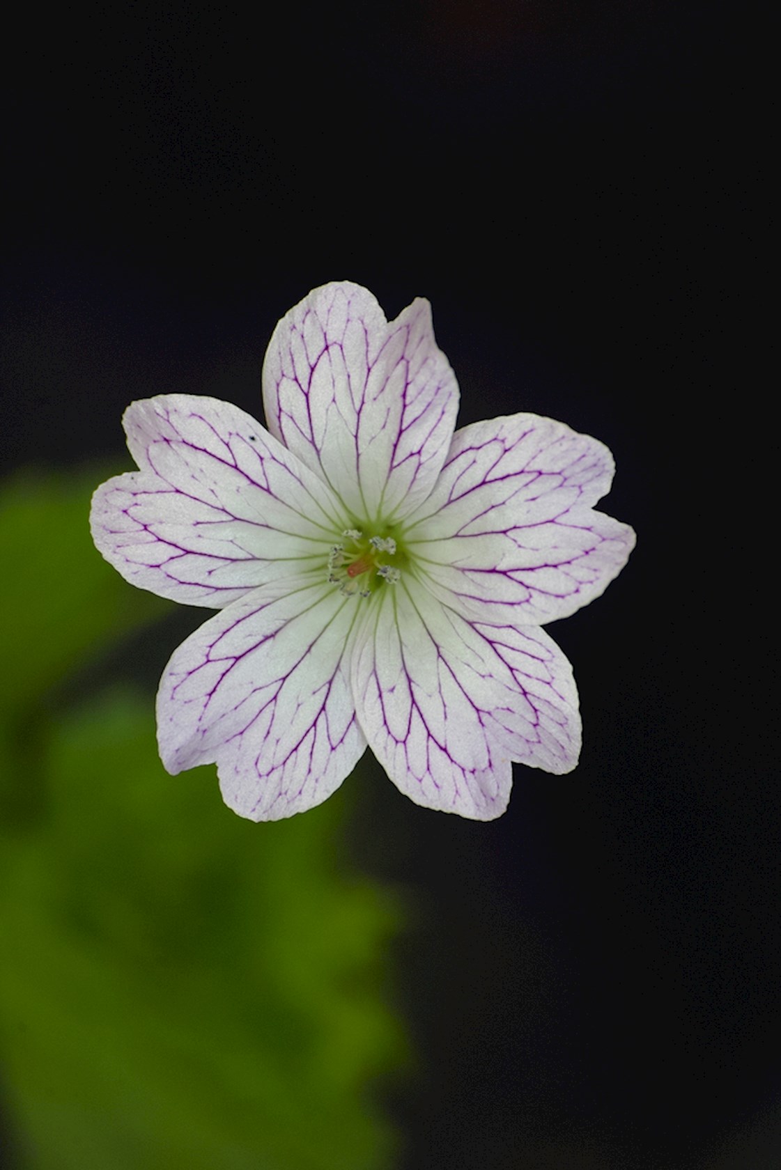 Plantenfiche-Geranium-versicolor