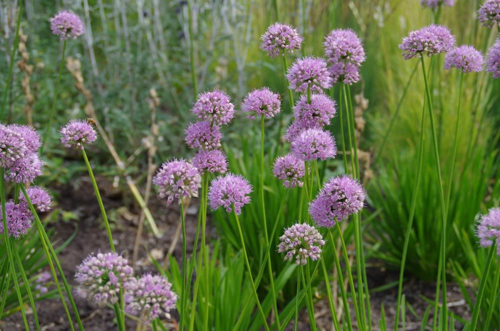 Plantenfiche-Allium-Summer-Beauty-