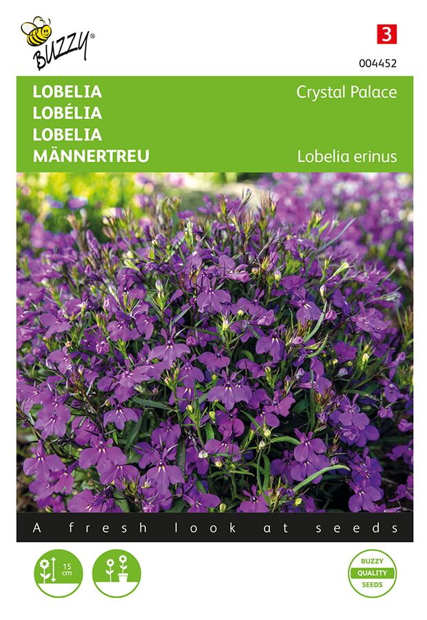 Buzzy-Lobelia-Crystal-Palace