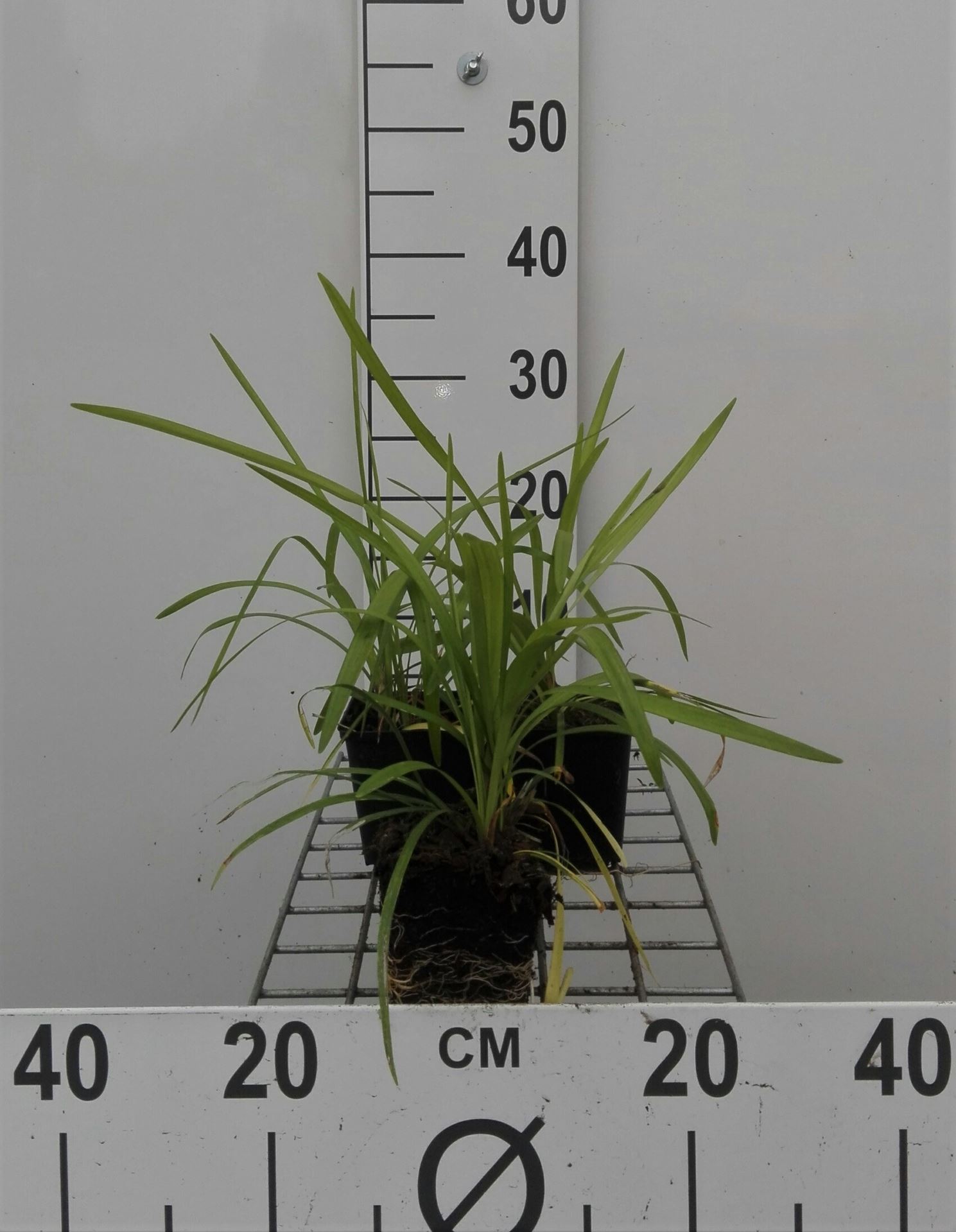 Liriope muscari 'Monroe White' - pot 9x9 cm