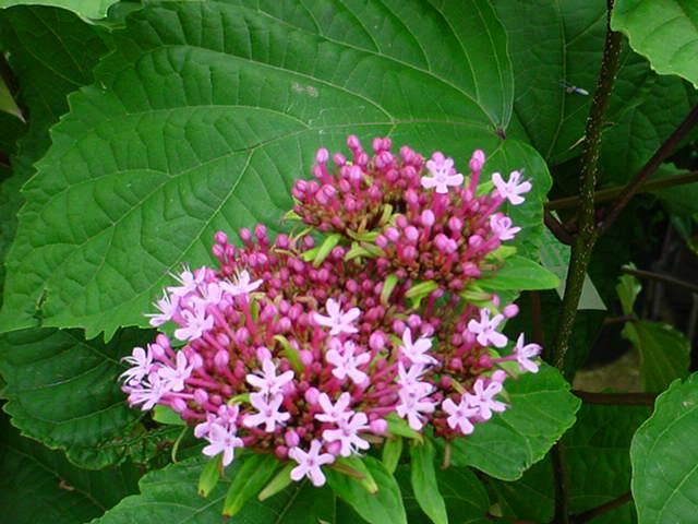 Plantenfiche-Clerodendrum-bungei