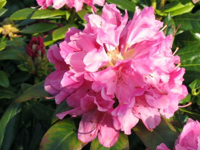 Plantenfiche-Rhododendron-Cosmopolitan-