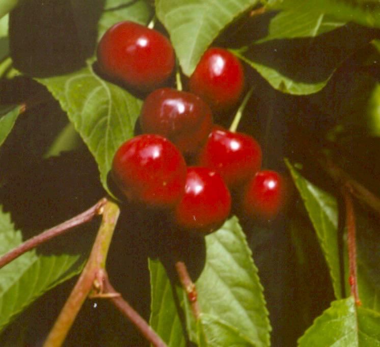 Plantenfiche-Prunus-avium-Early-Rivers-