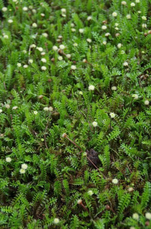 Plantenfiche-Leptinella-squalida