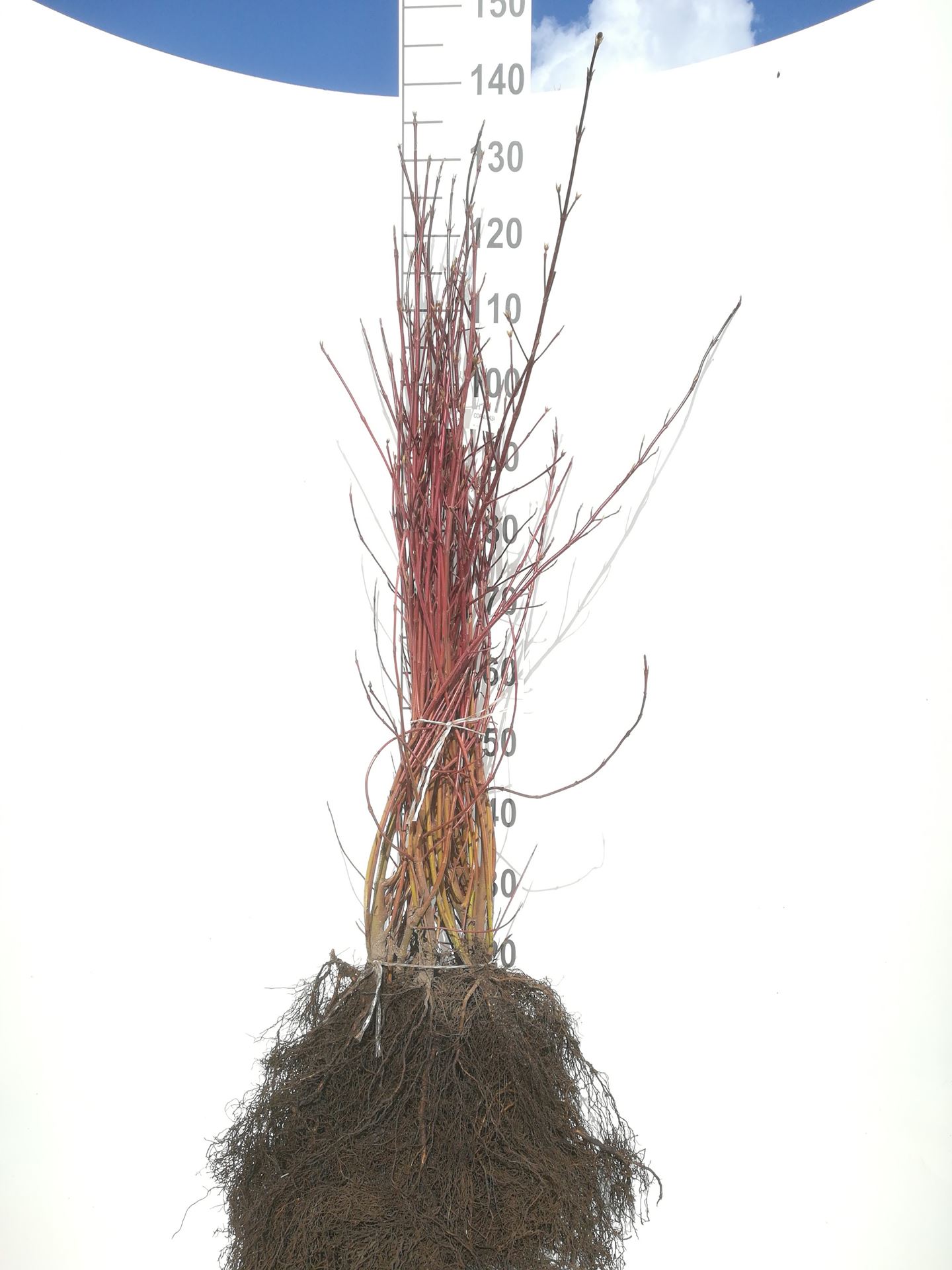 Cornus alba - bare root - 60-90 cm - 3-5 branches