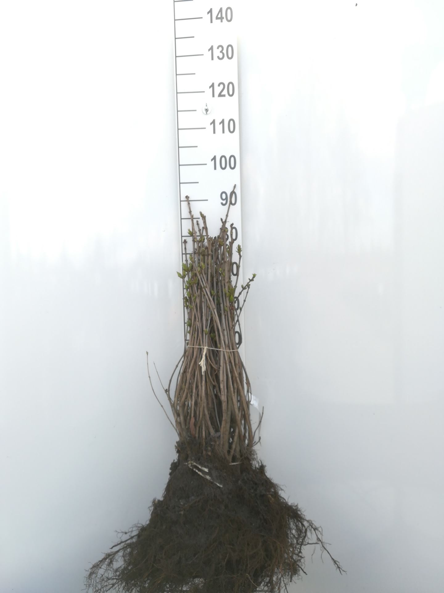 Syringa vulgaris - blote wortel - 40-60 cm
