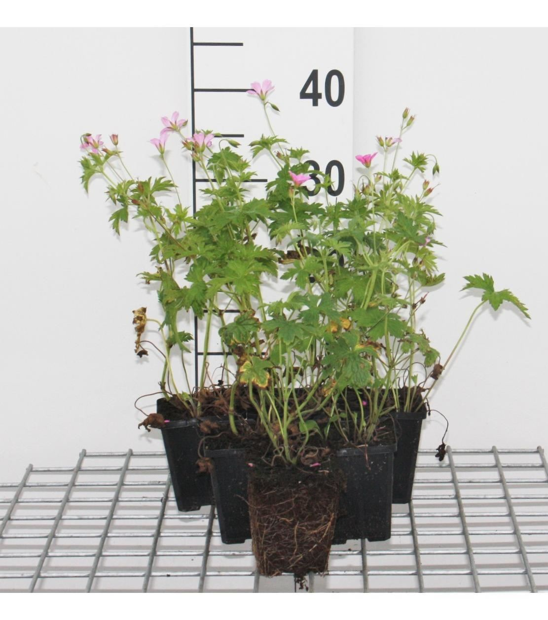 Geranium endressii - pot 9x9 cm