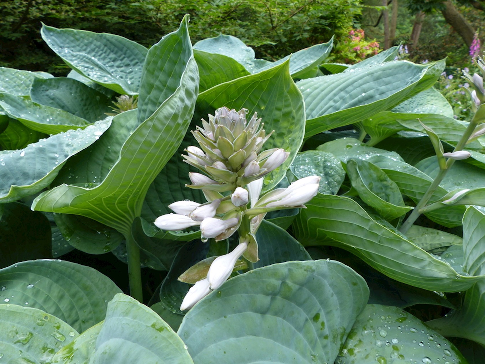 Plantenfiche-Hosta-sieboldiana