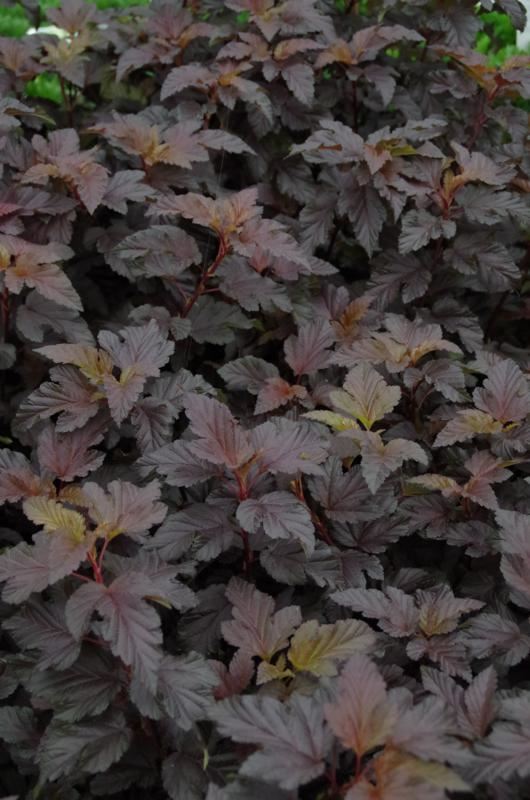 Plantenfiche-Physocarpus-opulifolius-Tuilad-Lady-in-Red-