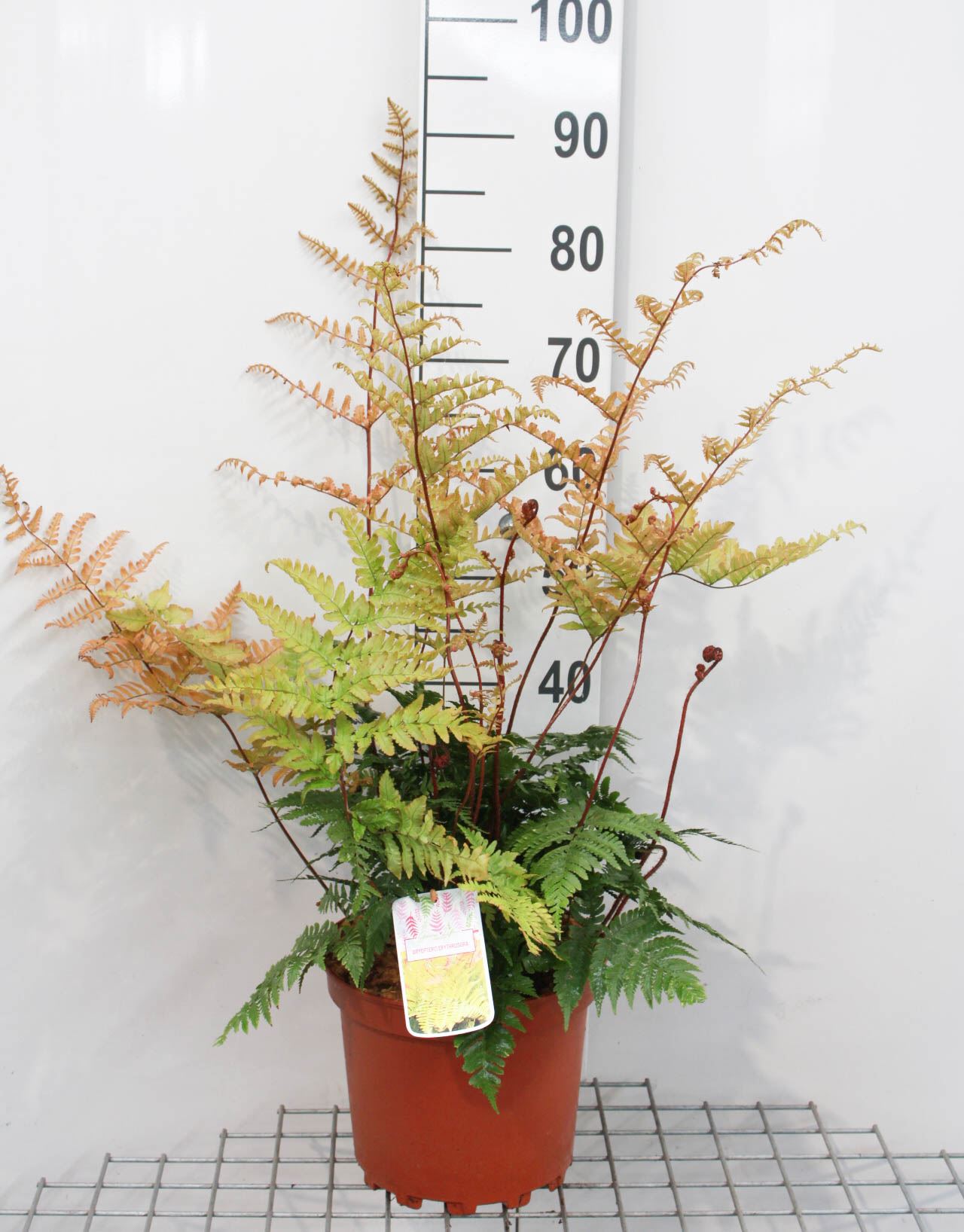 Dryopteris erythrosora - pot 7,5L