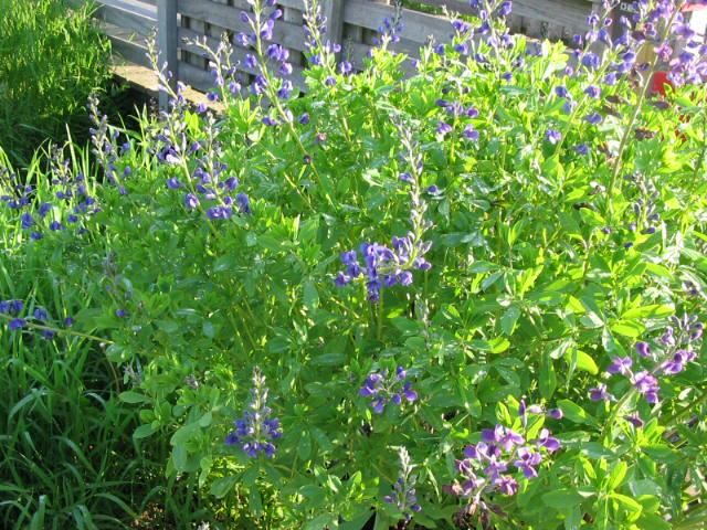 Plantenfiche-Baptisia-australis
