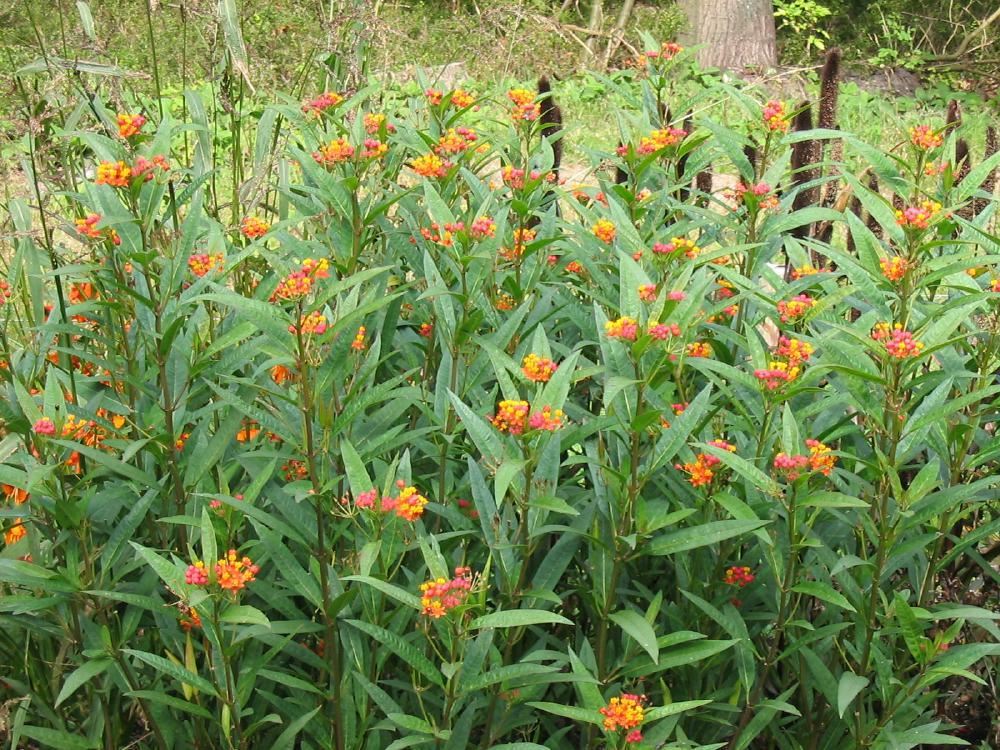 Plantenfiche-Asclepias-tuberosa