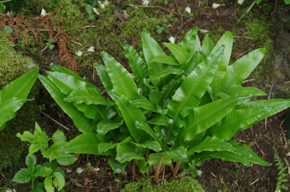 Plantenfiche-Asplenium-scolopendrium-Undulatum-