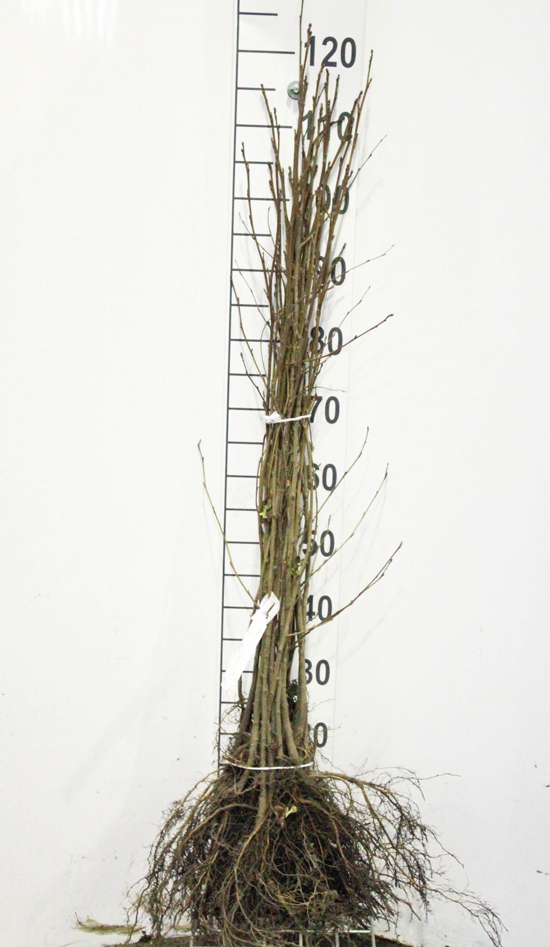 Alnus glutinosa - bare root - 60-90 cm