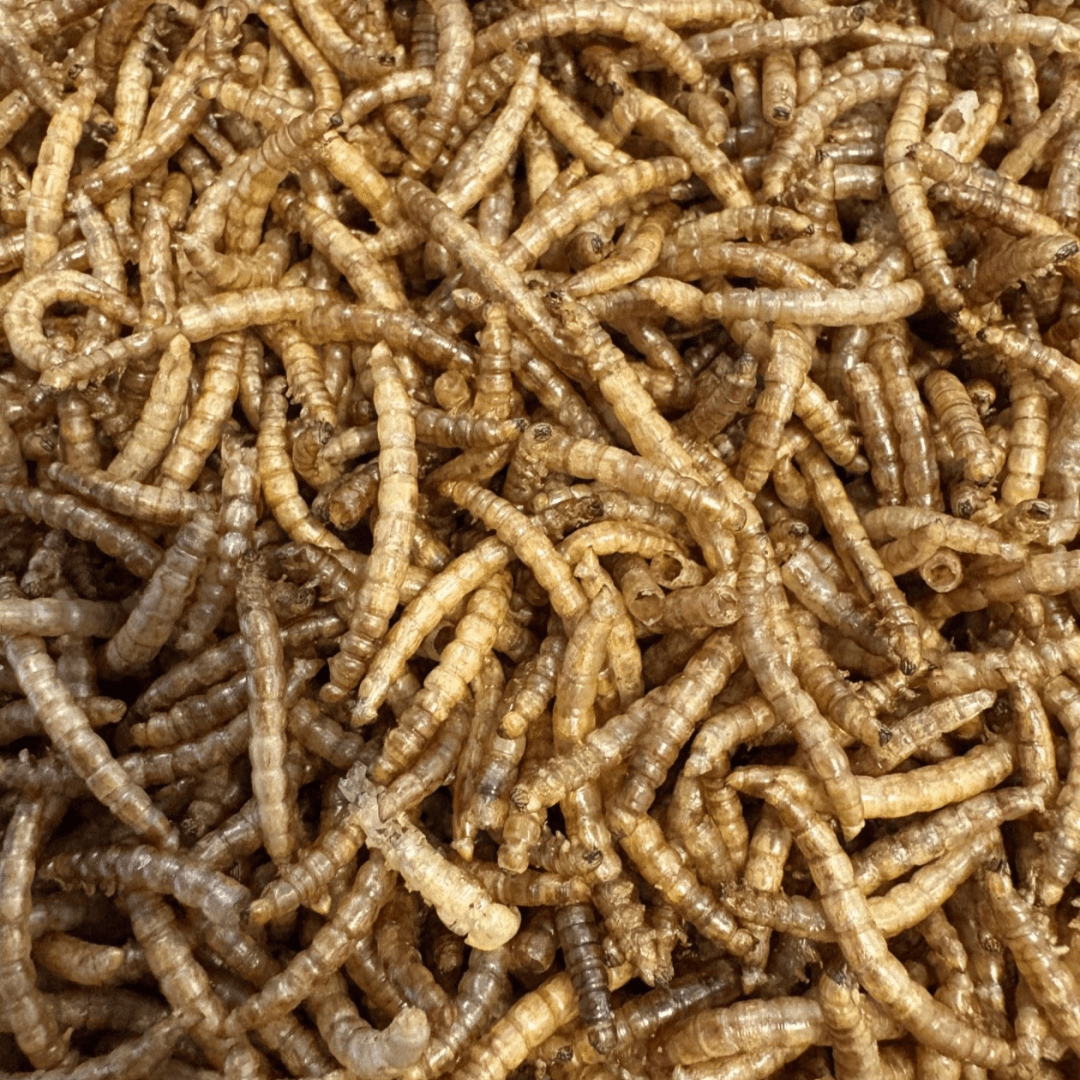 Gedroogde meelwormen: dé eiwitrijke snack voor je kippen