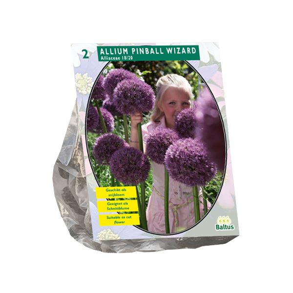 Allium-Pinball-Wizard-per-2