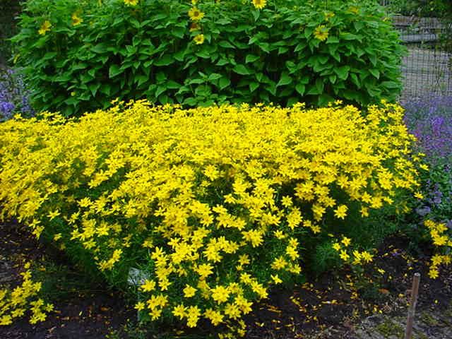 Plantenfiche-Coreopsis-verticillata-Grandiflora-