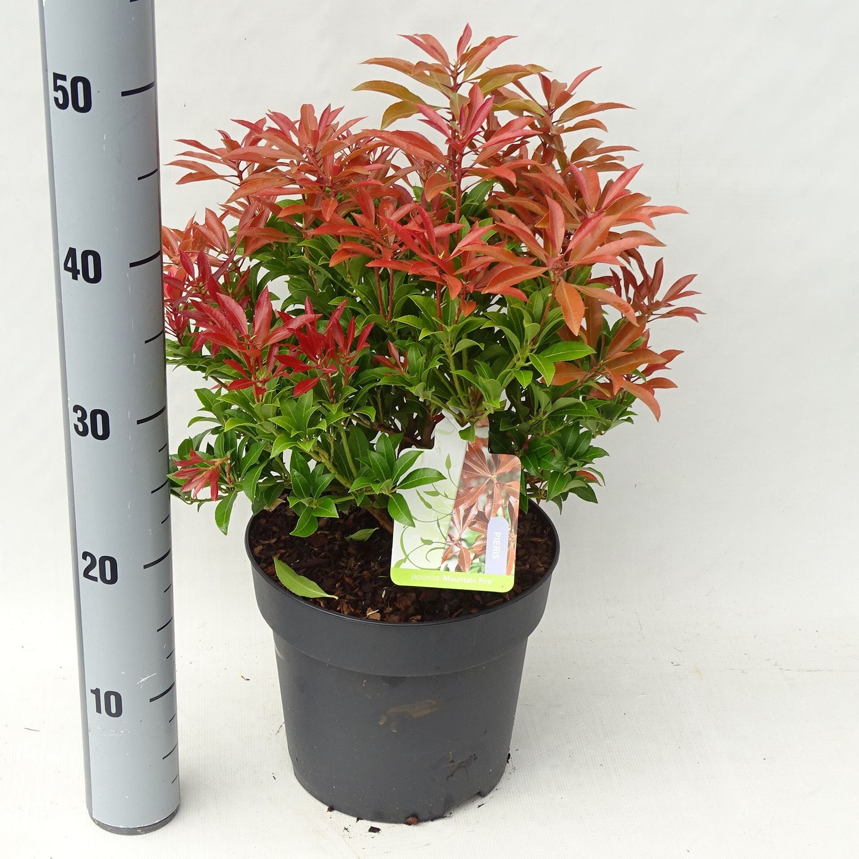 Pieris japonica 'Mountain Fire' - pot 5L - 30-40 cm