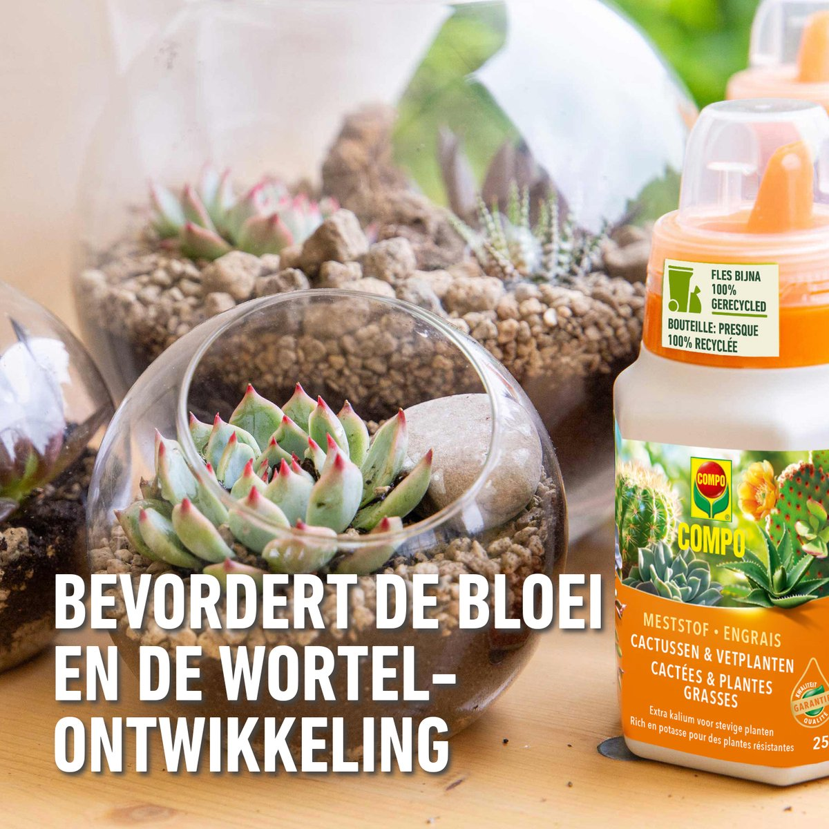 Compo vloeibare meststof voor cactus en vetplanten - 250ml