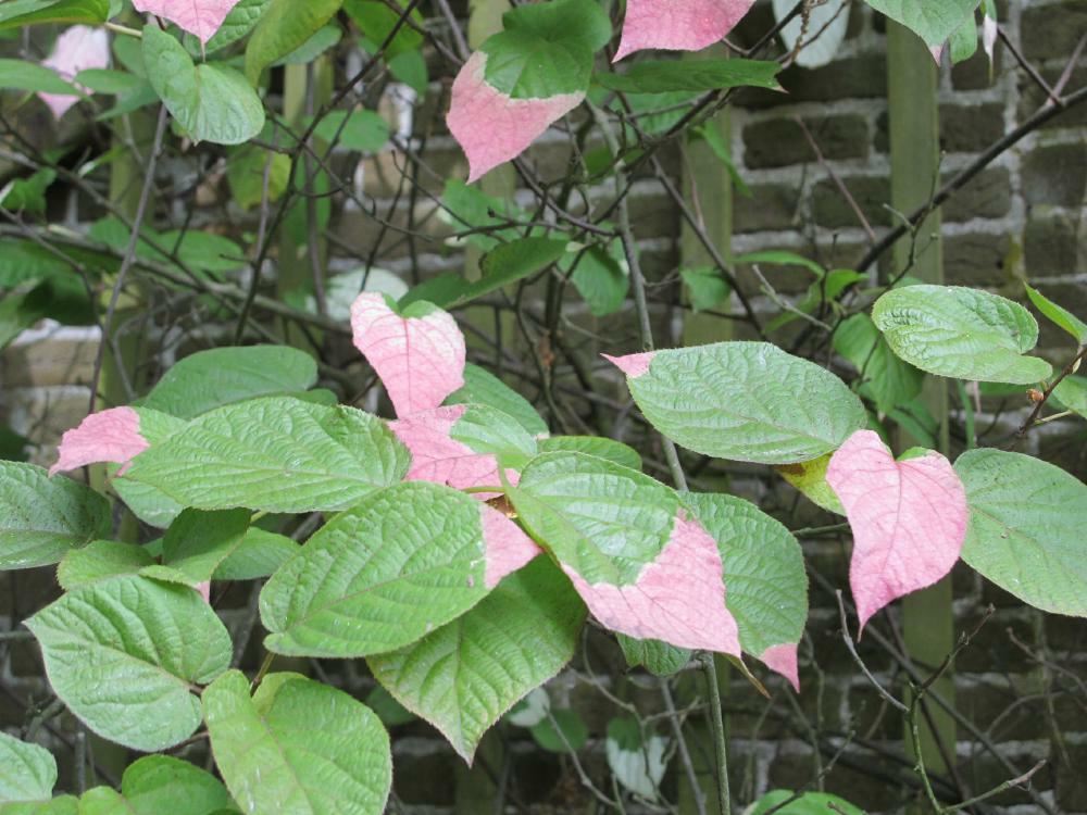 Plantenfiche-Actinidia-kolomikta