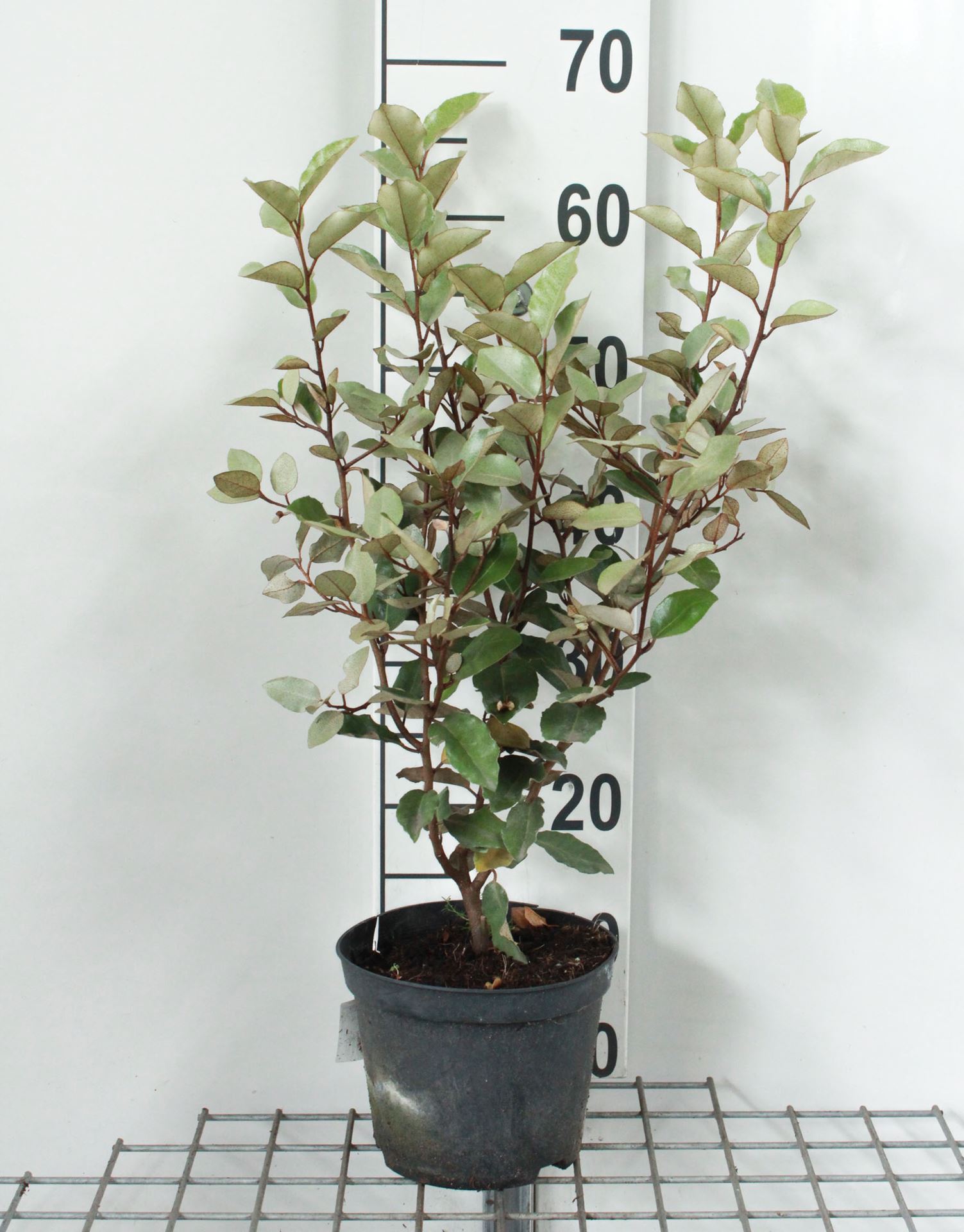 Elaeagnus x ebbingei 'Compacta' - pot - 40-50 cm