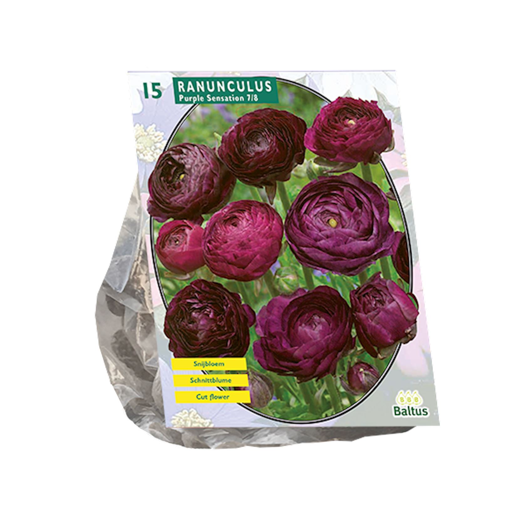 ranonkel-purple-sensation-per-15