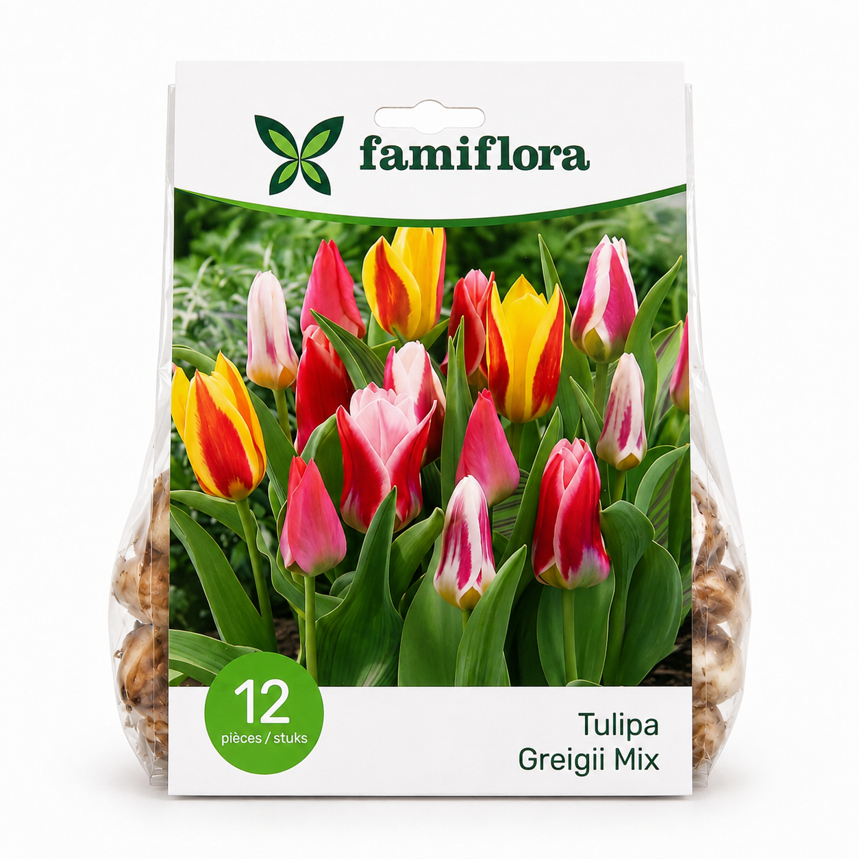 Famiflora Tulipa Greigii Mix - Voorjaarsbloeiers - 12 bloembollen