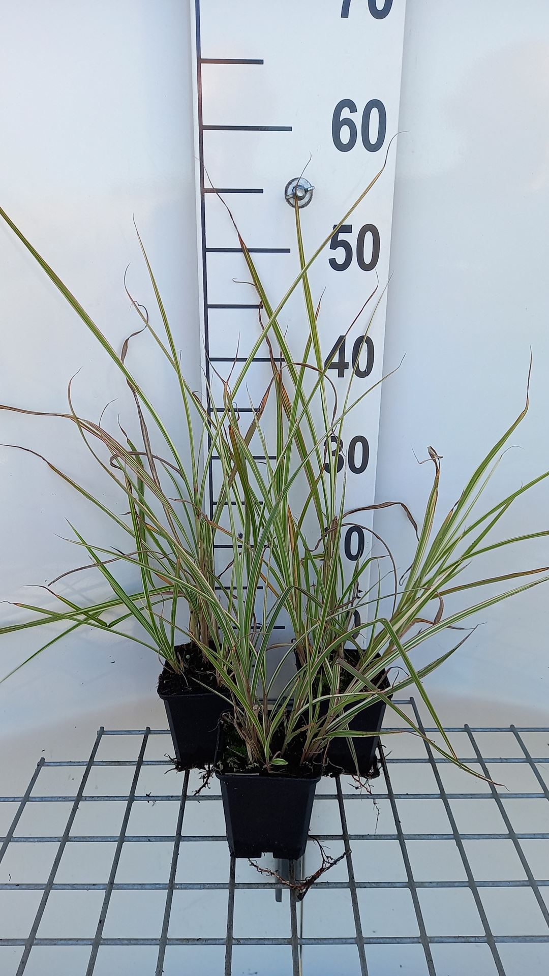 Miscanthus sinensis 'Variegatus' - pot 9x9 cm