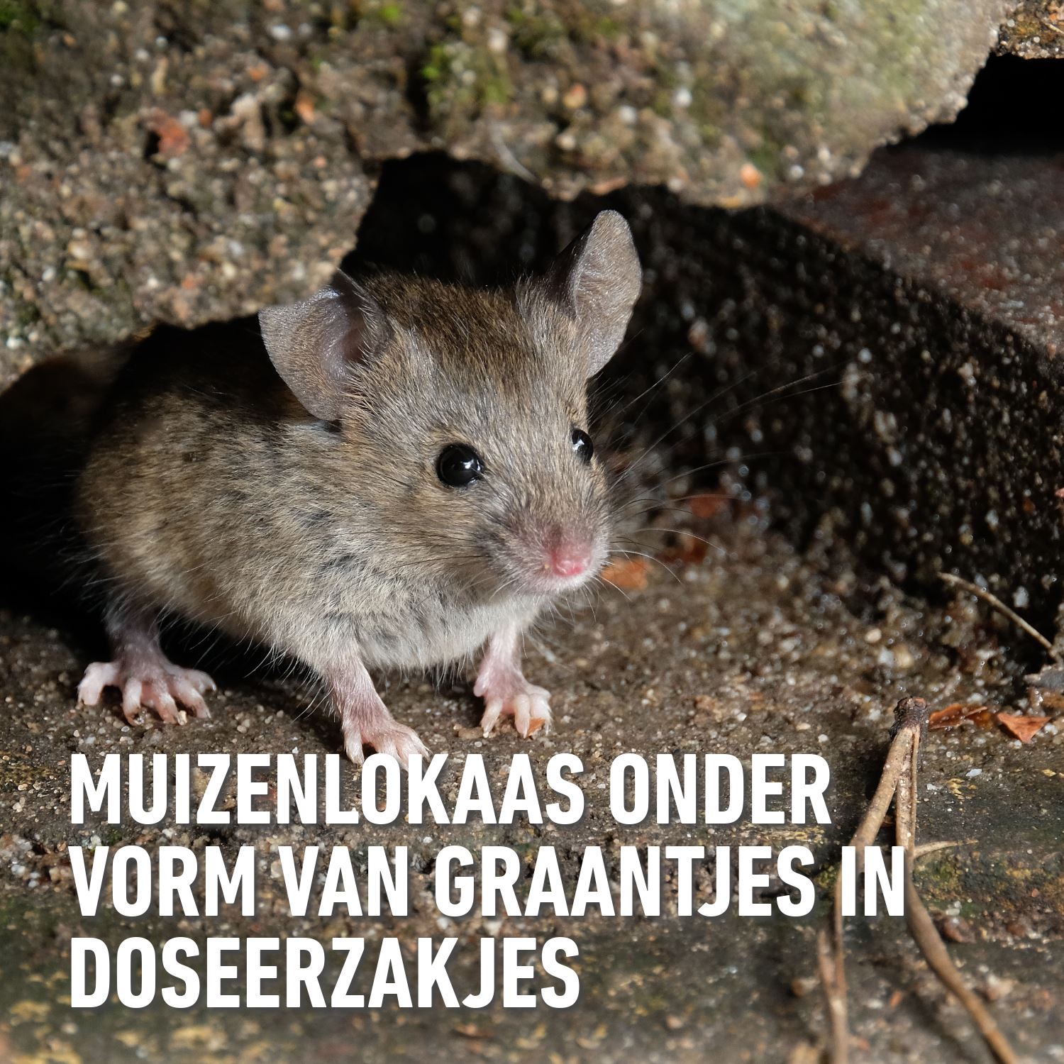 Barriere-radikal-toxa-graantjes-voederdoos-muizen-2x25gr-2-boxen