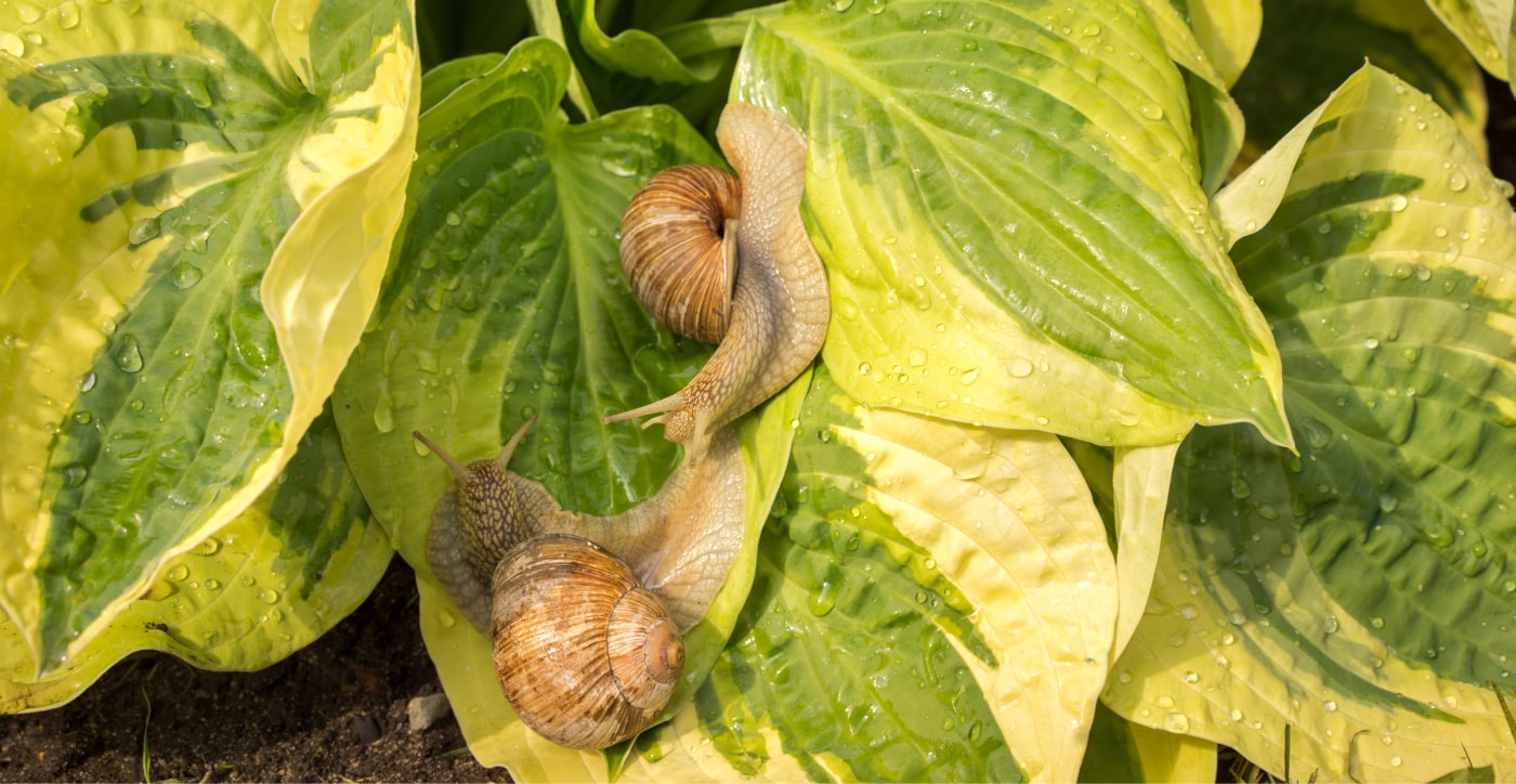 Escargots dans le jardin