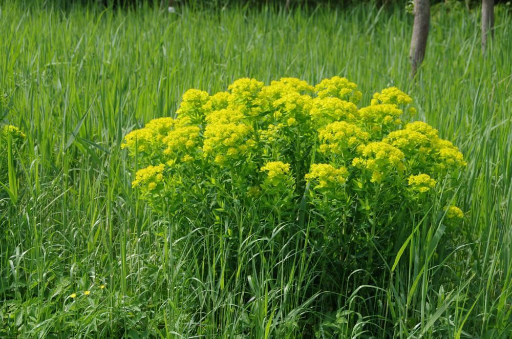 Plantenfiche-Euphorbia-palustris