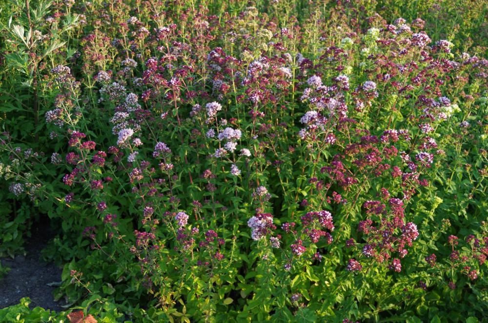 Plantenfiche-Origanum-vulgare-Oregano-