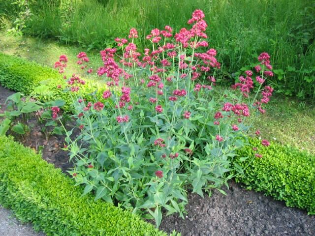 Plantenfiche-Centranthus-ruber-Coccineus-