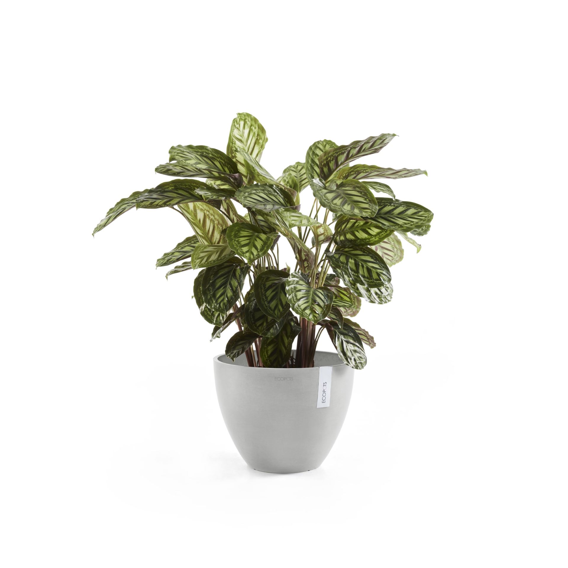 Ecopots-antwerp-white-grey-50-cm-H39-cm-new-