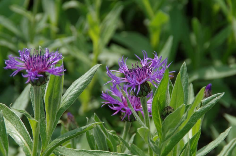 Plantenfiche-Centaurea-montana-Coerulea-