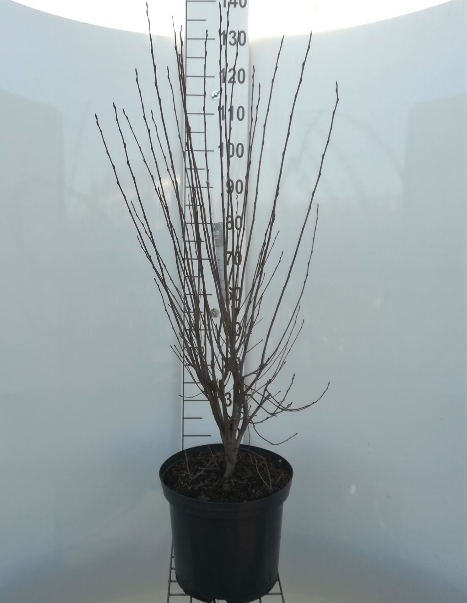 Aronia melanocarpa - pot 12L - 80-100 cm