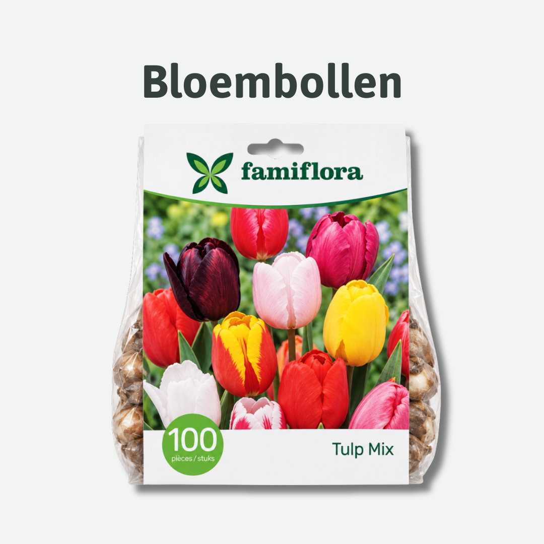 bloembollen