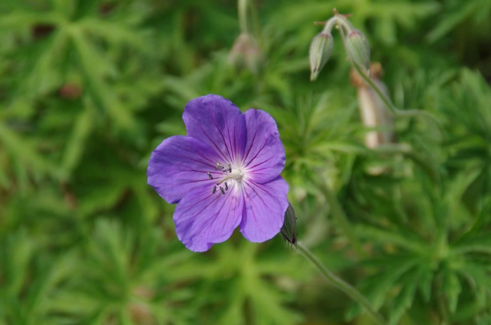 Plantenfiche-Geranium-Orion-