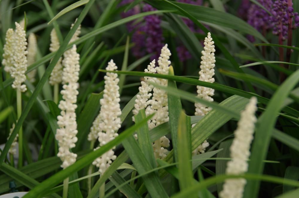 Plantenfiche-Liriope-muscari-Monroe-White-