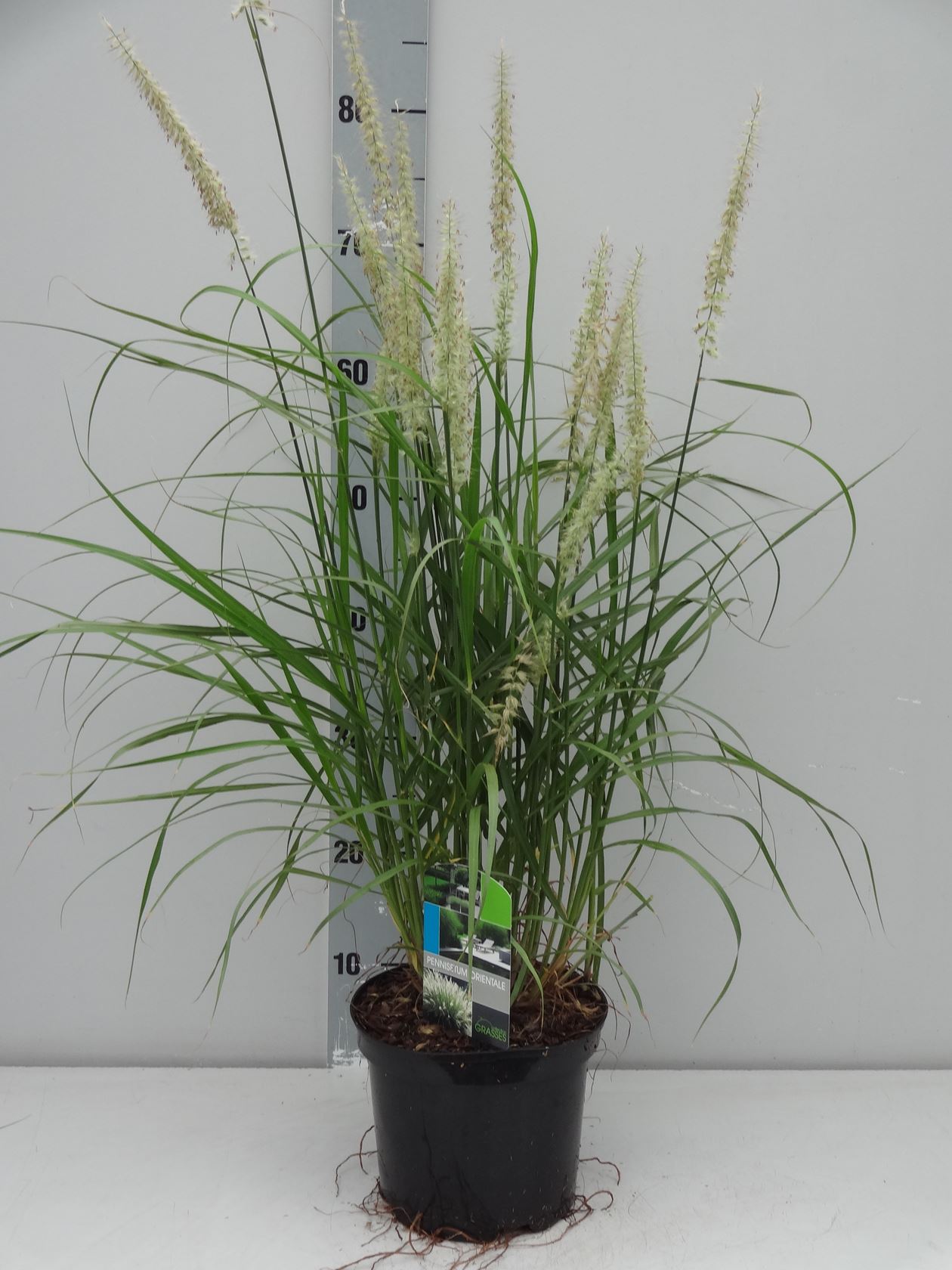 Pennisetum orientale - pot 3L