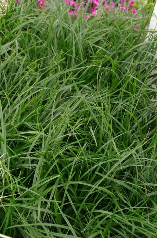 Plantenfiche-Carex-oshimensis-Evergreen-