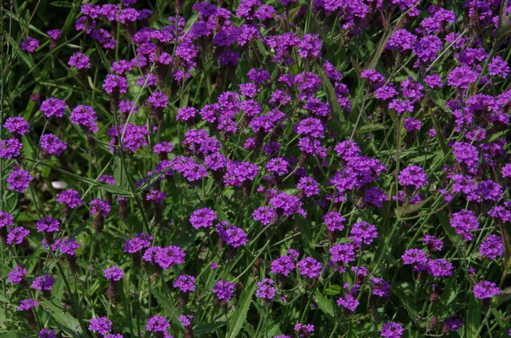 Plantenfiche-Verbena-rigida