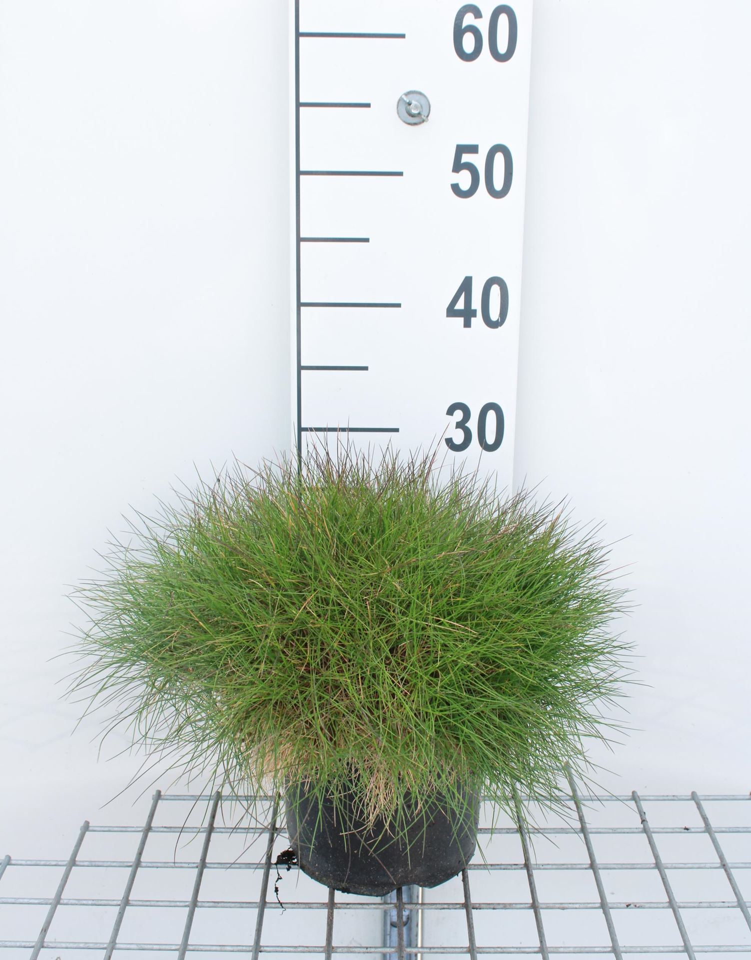 Festuca gautieri - pot 3L