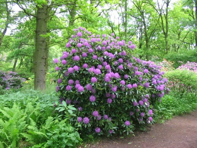 Plantenfiche-Rhododendron-Catawbiense-Grandiflorum-