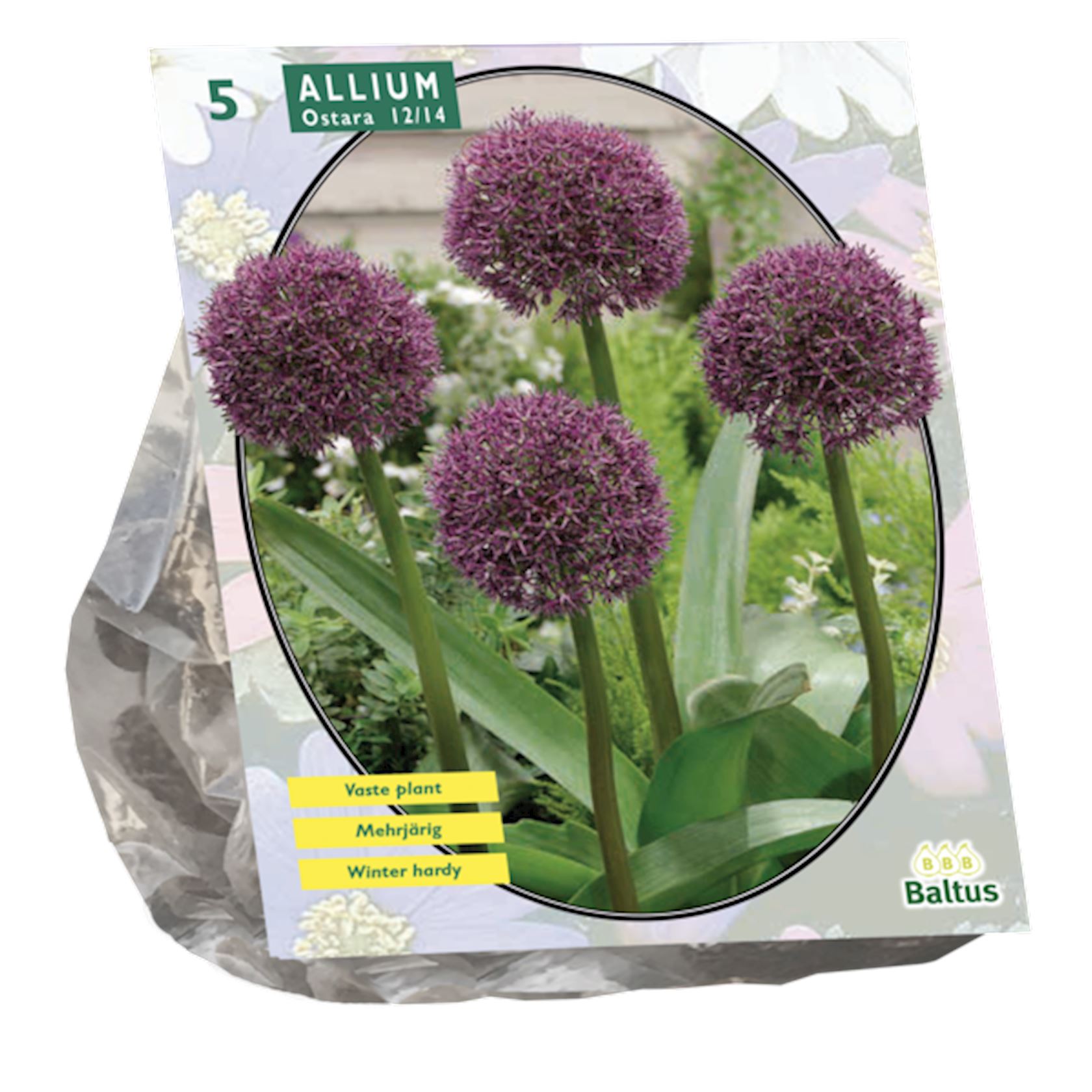 Baltus 'Allium Ostara' voorjaarsbloeiers - 5 bollen