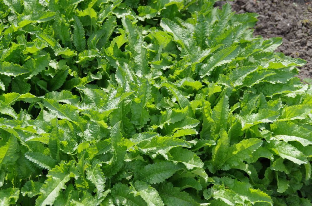 Plantenfiche-Stachys-officinalis